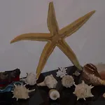 Sea Star Διαμέρισμα Cefalù
